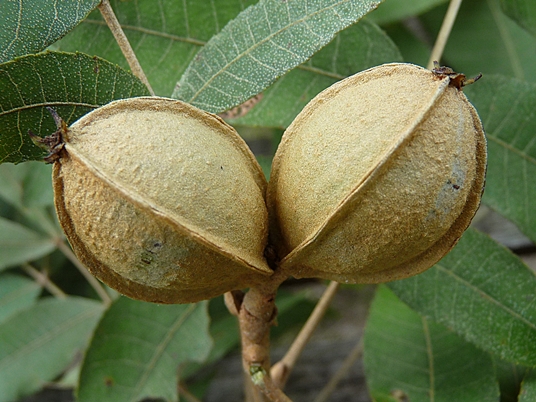 {Carya myristiciformis}
